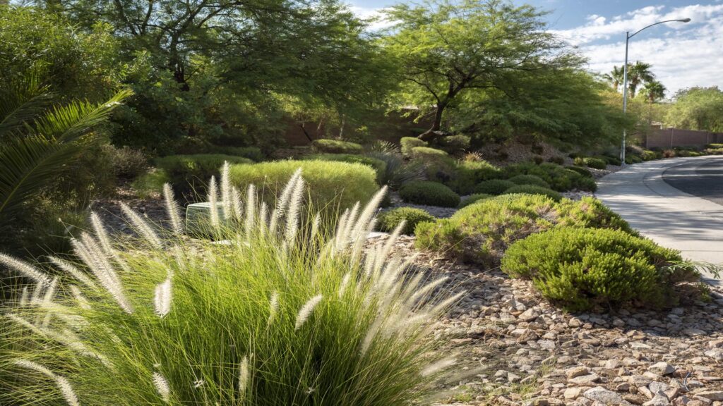 Commercial water-smart streetscape on Horizon Ridge Parkway in Henderson, Nev.