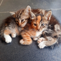 Heaven Can Wait Animal Society Receives Rachael Ray Save Them All Grant to Support Lifesaving in Las Vegas