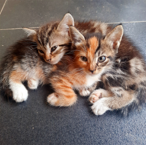 Heaven Can Wait Animal Society Receives Rachael Ray Save Them All Grant to Support Lifesaving in Las Vegas