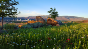 Reno-Skyline-Spring-Flowers